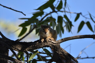 Afrikanisches Baumhörnchen