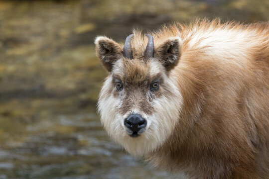 野生の日本カモシカ