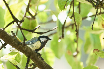 Great tit (Parus major) perching in an apple tree in Olost, Spain