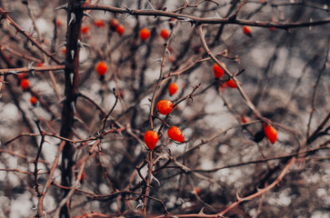 Red hawthorn berries on a bush without leaves. Blurred background.