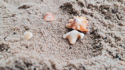 Conchas na areia da praia