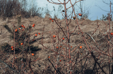 Hawthorn branch with red berries without leaves on a background of blue sky and dry grass. Blur.  Beautiful landscape.