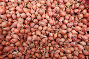 Unpackaged shallot bulbs sold in cloth bags at seed shops, shallot seeds for planting in the garden,