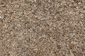 Unpackaged dill seeds sold in cloth bags at seed shops, a large amount of organic dill seeds,