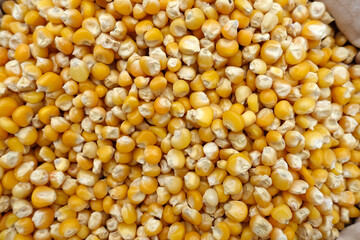 Unpackaged corn seeds sold in cloth bags at seed shops, a large amount of organic corn seeds,