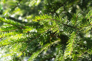 Spruce branches in a sunny day. Close-up. Selective focus.