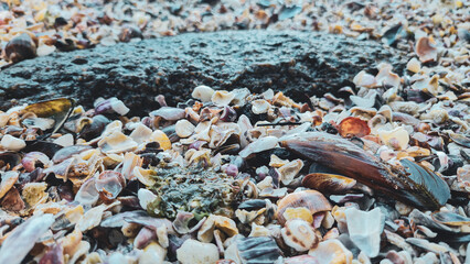 Conchas e pedras na beira do mar