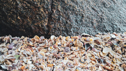 Conchas e pedras na beira do mar
