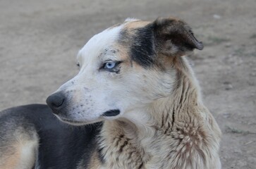 homeless street dog with multi-colored eyes, portrait