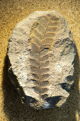 Fossilized leaf. Selective focus. Close-up, background and texture