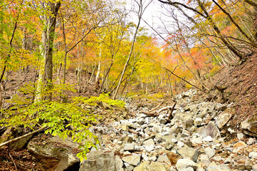 西丹沢の紅葉　大室山の犬越路南コース
