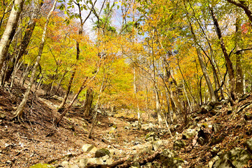 Fototapeta premium 西丹沢の紅葉 大室山の犬越路南コース 