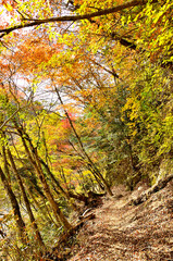 西丹沢の紅葉　大室山の犬越路南コース
