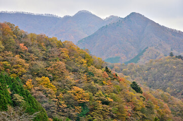 西丹沢の紅葉　白石林道より石棚山稜を望む
