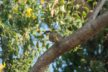 aVES