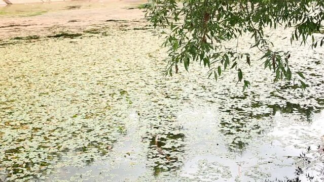 Overgrown pond in the park under willow branches, on a cloudy summer day