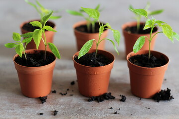 Green seedlings of cayenne peppers growing in small pots, water drops on leaves, close-up