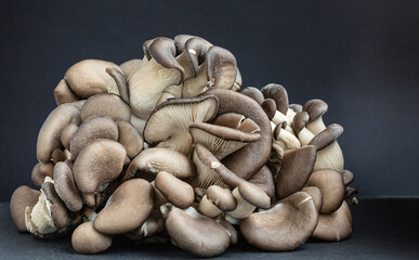 Oyster mushroom on dark background. Concept - organic, tasty and healthy food. Closeup. Selective Focus