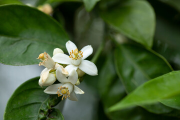 orange tree leave and blossom of orange flowers