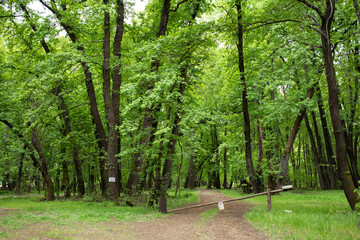 green forest landscape at spring time