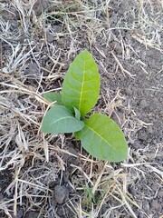 tobacco leaves on the ground