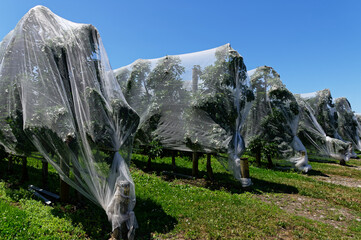Protective nets cover apple trees in a New Zealand orchard - obrazy, fototapety, plakaty