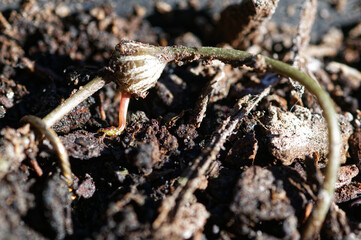 A root is trying to reach the soil from its tuber on a chain of hearts plant