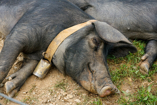 happy pig