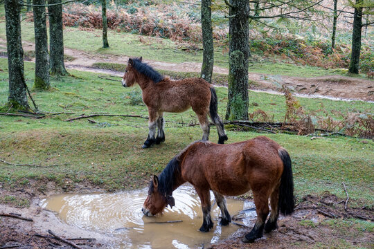 wild horses in the forest