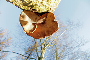 Tree mushroom seen from frog perspective