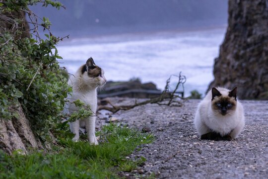 beautiful cats with blue eyes on the street