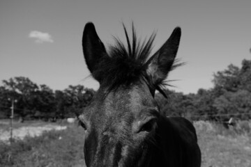 Funny mini mule hair on head closeup.