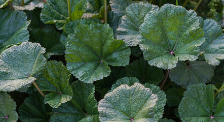 The structure of large-leaved plants