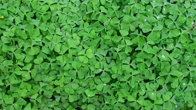 Green clover leaves. Close-up shoot. Spring nature background. UHD 4k video