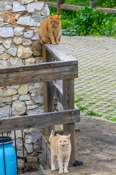 cats on the street