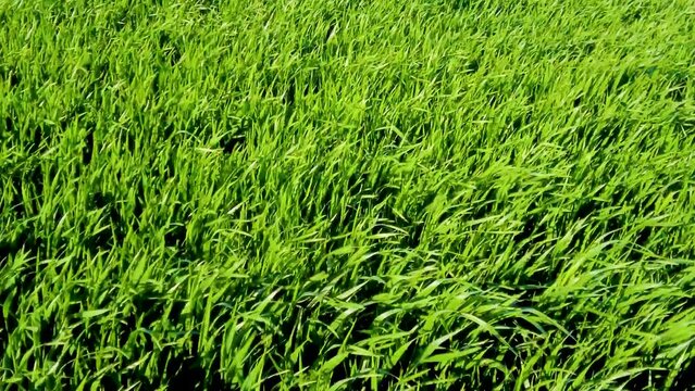Folate di vento di maestrale su di un campo agricolo con erba alta