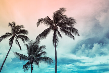 Fototapeta na wymiar Palm trees and colorful sunset sky 