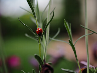 Ladybug on lavender flower in spring
