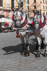 Naklejka na ściany i meble Close-up of the heads of two white horses in a common harness on a sunny day against a blurred background of people relaxing in a cafe on the street of Krakow, Poland. Tourist excursions in Europe