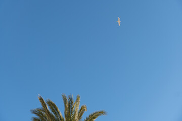 Minimalistic blue sky with one bird flying alone and branches of a palm. Sky with a seagull and some palm leaves.
