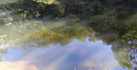 Trees reflected in a lake