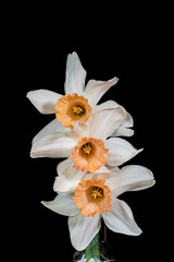 Naklejka premium Salmon colored Narcissus or daffodil against a black background. It is a genus of spring flowering perennial plants of the amaryllis family, Amaryllidaceae. 