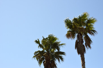 Fototapeta premium ヤシの木と青空 ワシントンヤシ