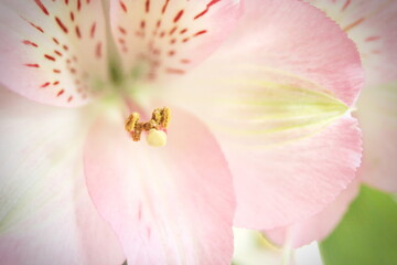 Fototapeta na wymiar macro photo pollen of pink flowers