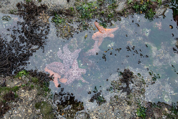 Rialto Beach Tide Pool creatures - obrazy, fototapety, plakaty