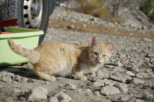 cute cat at camping car