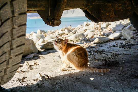 cute cat under car