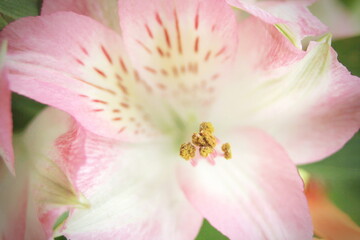 Naklejka na ściany i meble macro photo pollen of pink flowers