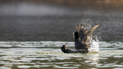 combat de foulque 