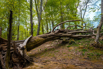 A fallen tree next to a beautiful dolmen in the Basque country. Errenteria, Gipuzkoa